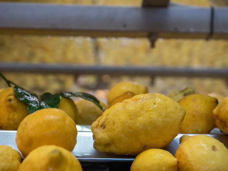 Azienda_Fratelli Calabretta-03