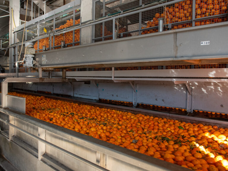 Azienda_Fratelli Calabretta-05