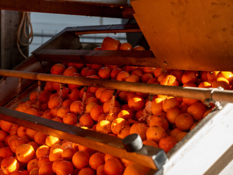 Azienda_Fratelli Calabretta-06