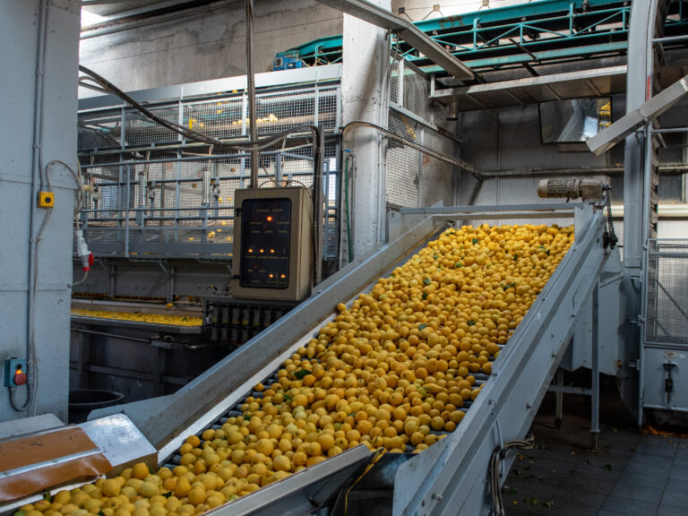 Azienda_Fratelli Calabretta-08