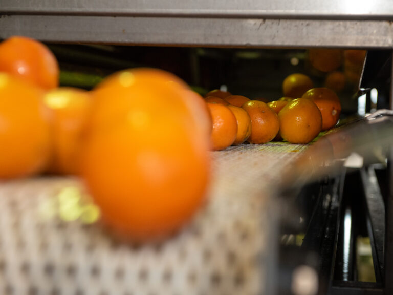 Azienda_Fratelli Calabretta-09