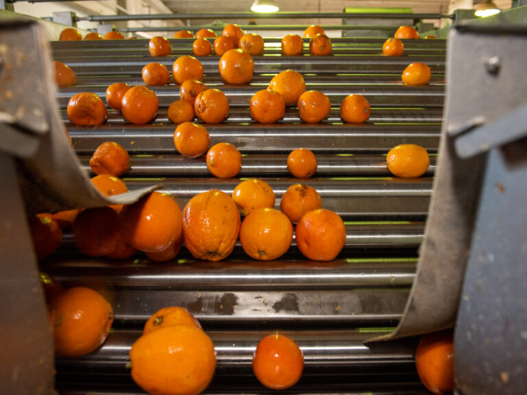 Azienda_Fratelli Calabretta-10