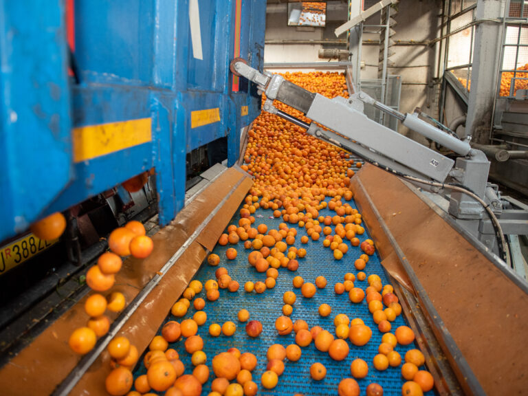 Azienda_Fratelli Calabretta-21